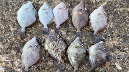 淡路島観光ホテルでタチウオ、ケンサキイカ、カワハギ